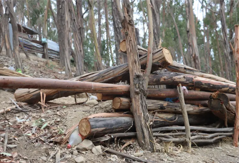 Califican de "devastación ambiental" a la tala de 200 árboles en la zona paceña de Kamirpata