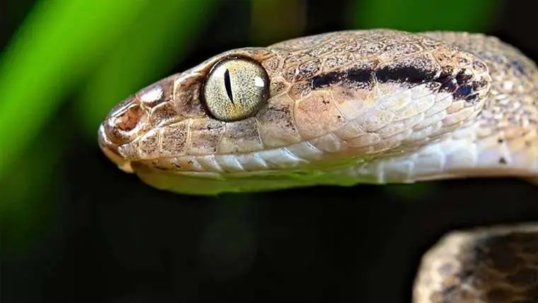 "Devoran todo lo que encuentran": la isla de EE.UU. con más de dos millones de serpientes que exterminaron las aves y ahora amenazan el bosque