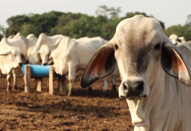 En Concepción, productor que no actualice su población bovina será bloqueado