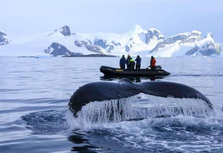 La épica migración de una ballena que partió de Colombia y apareció a más de 13.000 km en la costa de Zanzíbar