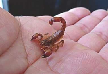 En época de lluvias piden tener cuidado con los alacranes: ¿Qué hacer para evitar picaduras?