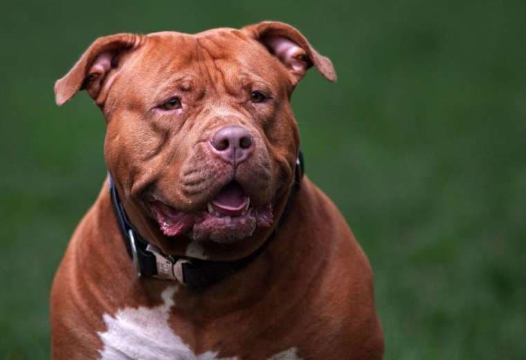 Los 100 perros al mes que sacrifica Reino Unido desde que prohibió la raza American XL bully