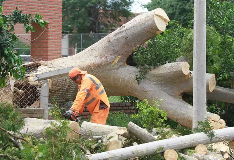 Reportan 60 emergencias de árboles caídos por fuentes vientos desde Nochebuena en Santa Cruz