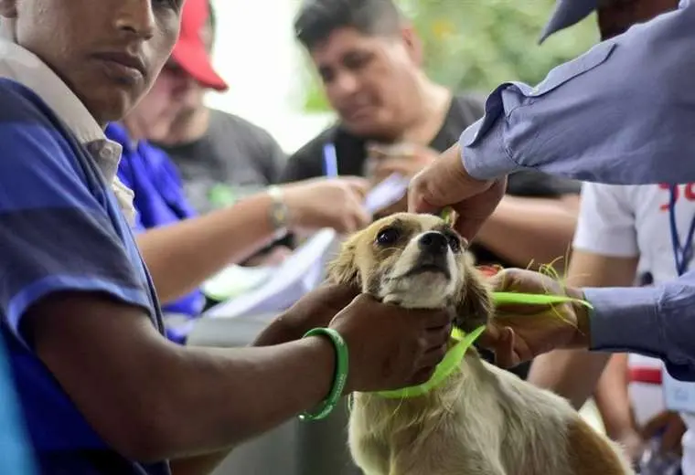 El 2024 cierra con 70 casos de rabia canina