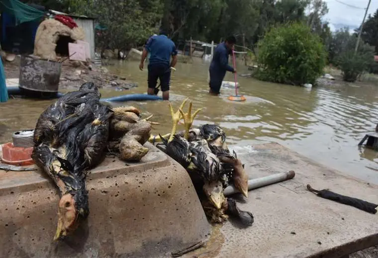 Suman 11 las víctimas por lluvias y hay amenaza a las zonas productivas