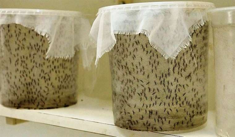 Bolivia realiza la primera esterilización de mosquitos machos para mitigar la propagación de dengue, zika y chikunguña