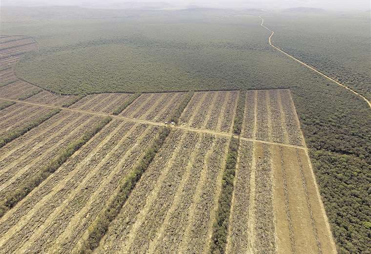Bolivia se mantiene en el 'podio' de los mayores deforestadores del