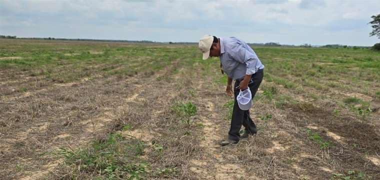 La sequía afecta el rendimiento de la soya boliviana /Foto: Anapo