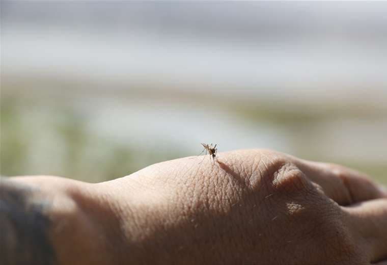Picadura de mosquito /Foto: APG Noticias