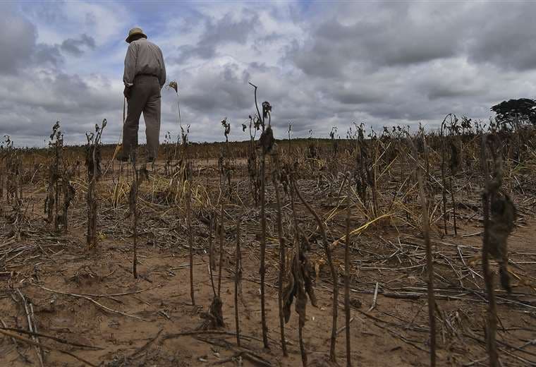 Este año la producción de granos será irregular por falta de lluvias/Foto: ED