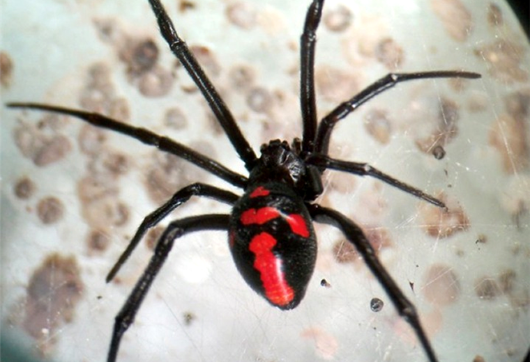 Se registra la primera muerte por picadura de araña 'viuda negra' en Yacuiba