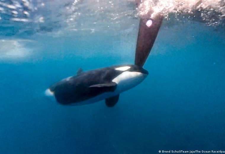 Orcas vuelven a atacar y hunden un yate en el Estrecho de Gibraltar