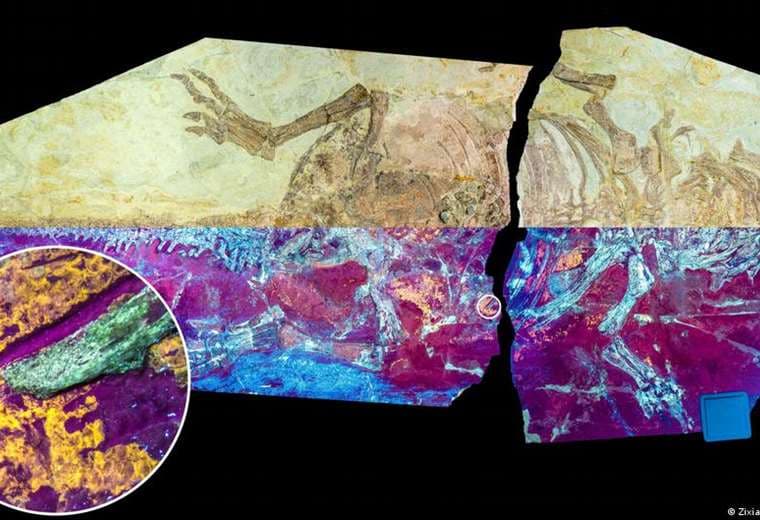 Un raro fósil de piel de dinosaurio revela sorpresas sobre la evolución de las plumas