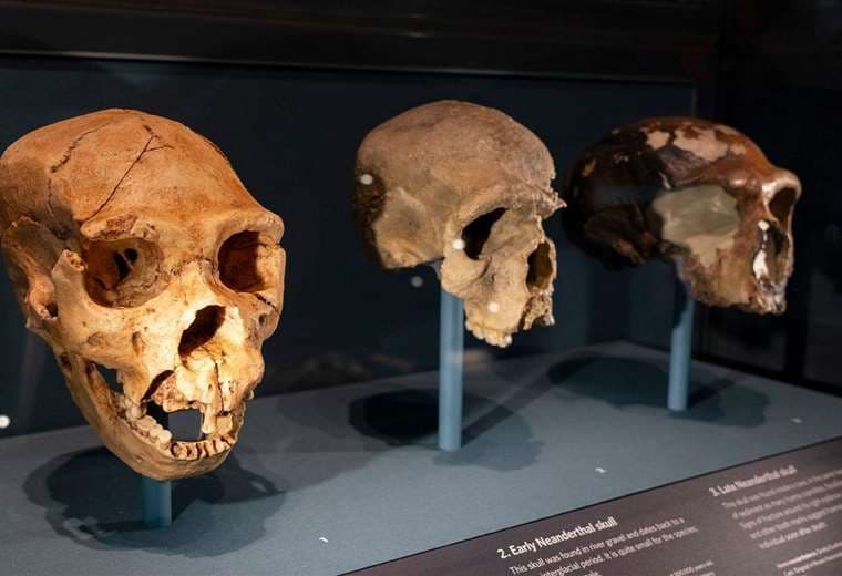 Por qué se ha reducido el tamaño de nuestro cerebro en comparación con el de los neandertales