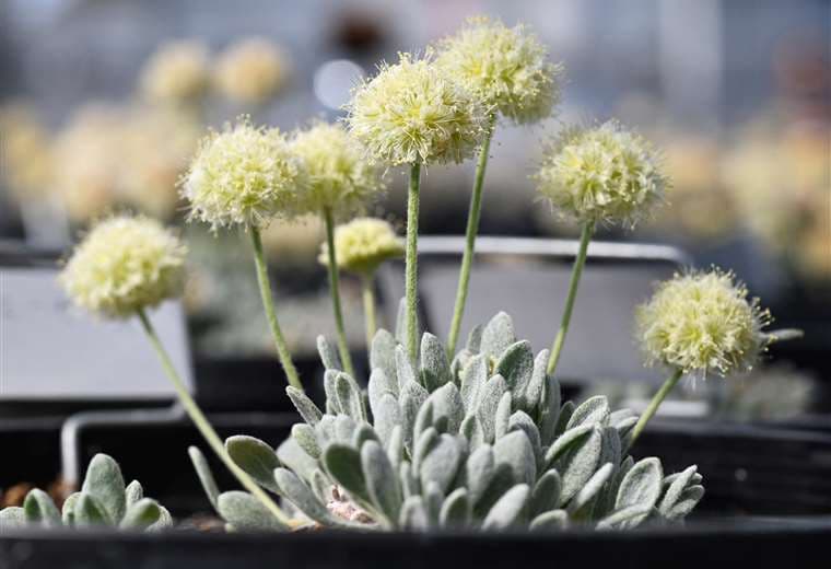 Flor "trigo sarraceno de Tiehm", en Nevada, EE.UU. /Foto: AFP