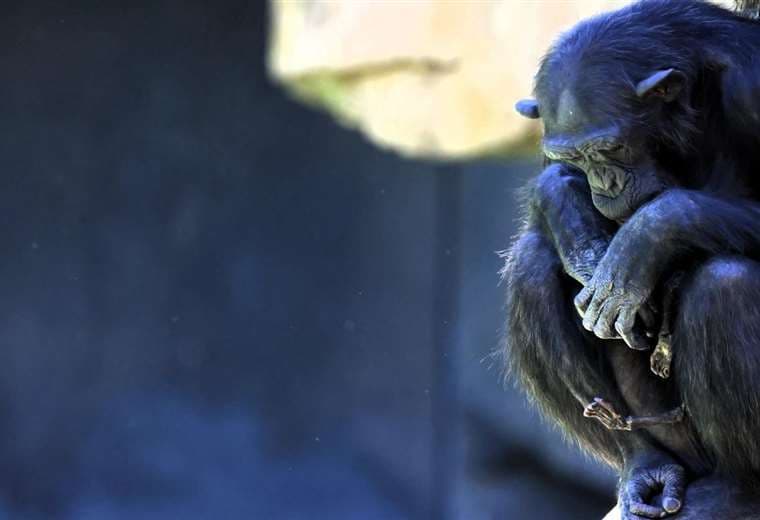 El emotivo duelo de Natalia, la chimpancé que no quiere separarse de su cría muerta hace 3 meses