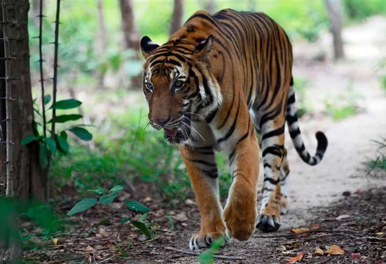 Un tigre en el centro de rescate de vida salvaje de Phnom Tamao en Camboya