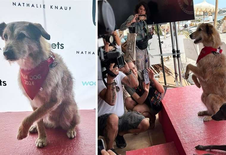 Kodi, mejor actor canino en Cannes