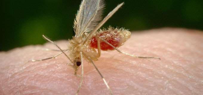 Mosquitos de la familia Psychodidae transmiten la leishmaniasis . CDC