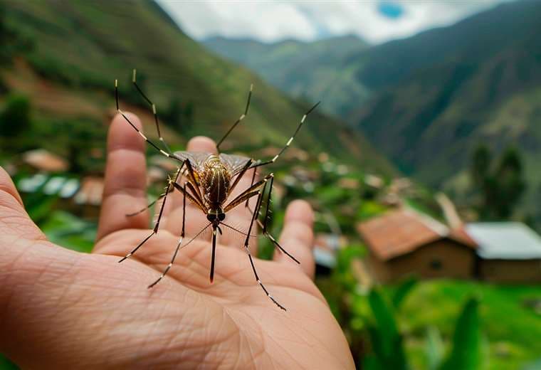 El dengue se transmite por la picadura del mosquito
