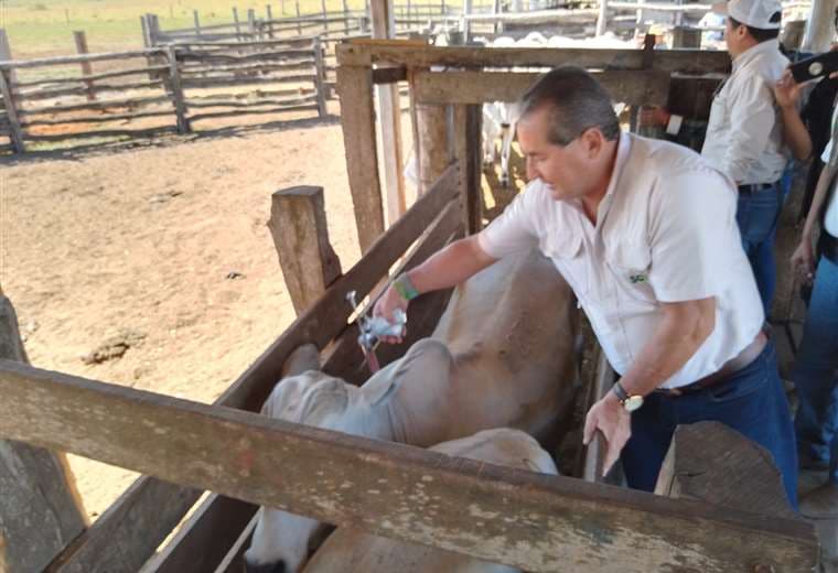 Campaña de vacunación bovina. Foto: Jorge Huanca