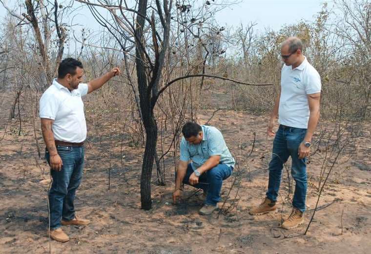 Reforestan con especie nativa las áreas afectadas por incendios en Roboré 