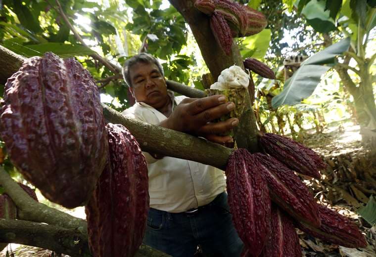 Cacao. Foto: EL DEBER