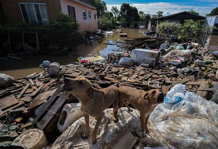 Perros sobre escombros y basura en Eldorado do Sul /Foto: AFP
