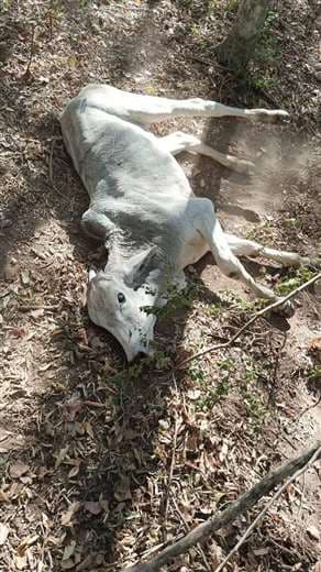 La sequía golpea a la comunidad San Pedro de Capacho 