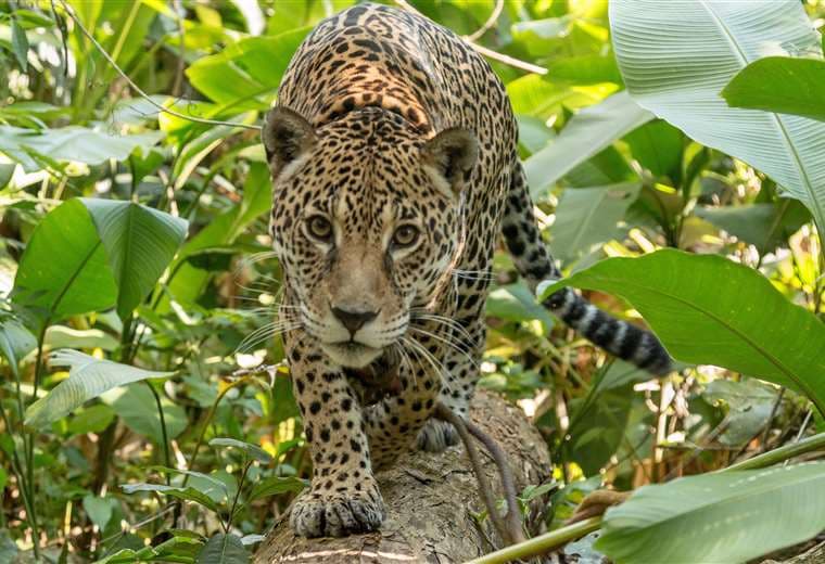 Comunidad Inti Wara Yassi lamenta escape de jaguar y pide refuerzo en la protección de la fauna silvestre