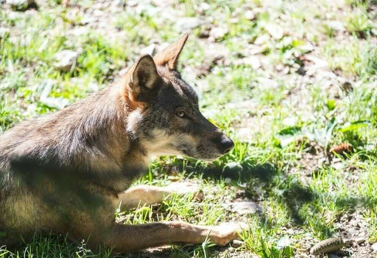 Varios lobos atacan y hieren de gravedad a una mujer en un zoo de Francia