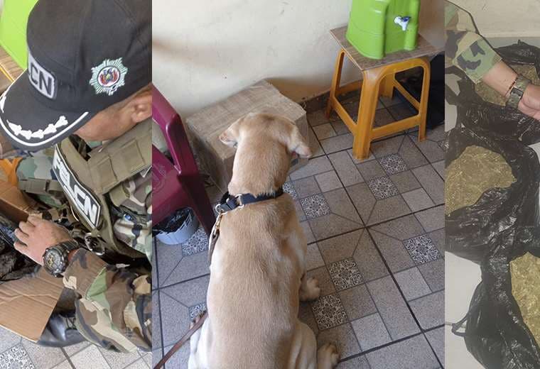 Vicco, el can antidrogas, detectó marihuana en Cochabamba