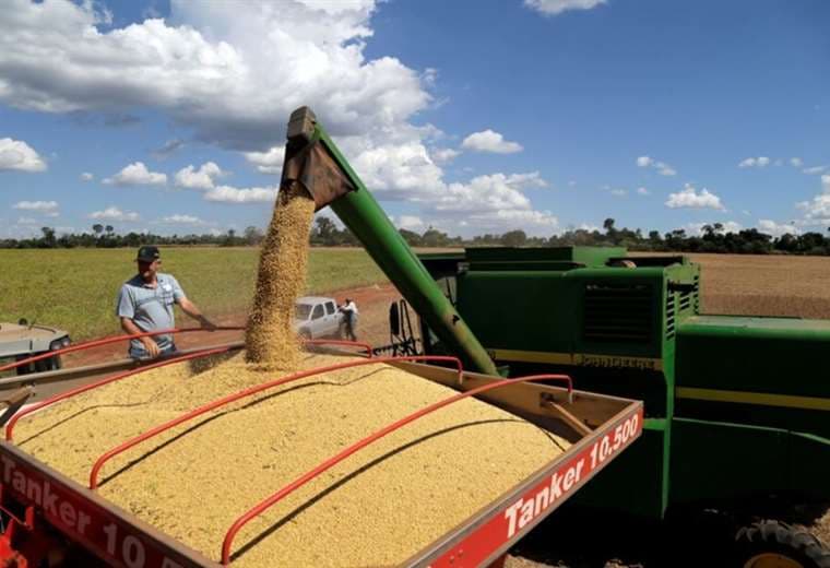 Paraguay se perfila como un gran procesador del aceite de soya /Foto: Internet 