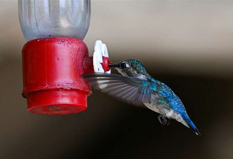 El colibrí abeja, que mide cinco o seis centímetros, sólo se encuentra en Cuba / AFP