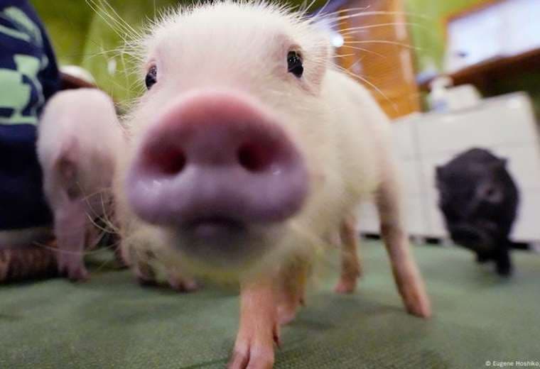 Perros o cerdos: ¿qué animal "lee" mejor las emociones humanas?