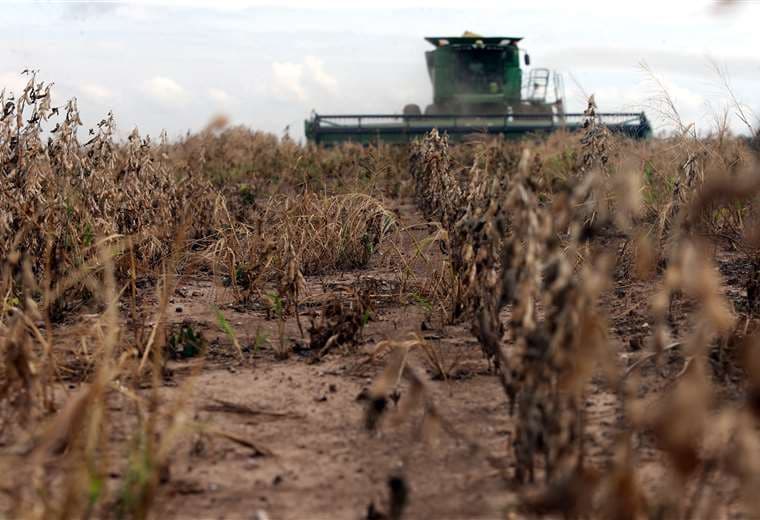 La sequía afecta a los productores soyeros de Santa Cruz/Foto: Archivo