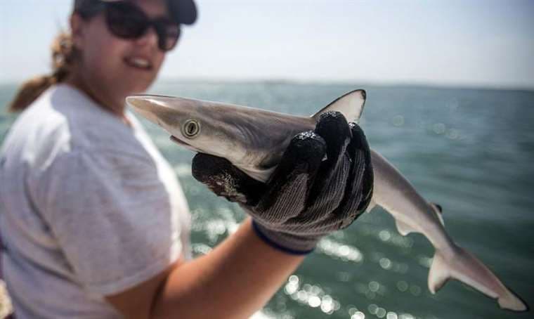 Cómo se explica que tiburones en la costa de Brasil hayan dado positivo en pruebas de cocaína