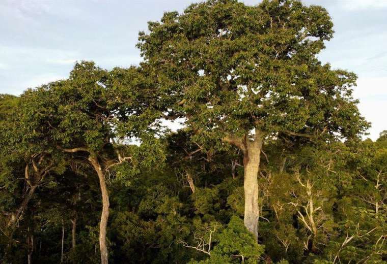 El sorpresivo hallazgo de que los árboles también absorben metano y qué implica para la lucha contra el cambio climático 