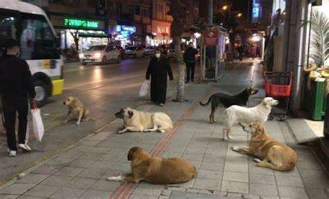 Perros en Turquía /Foto: Amaregar defensora animalista