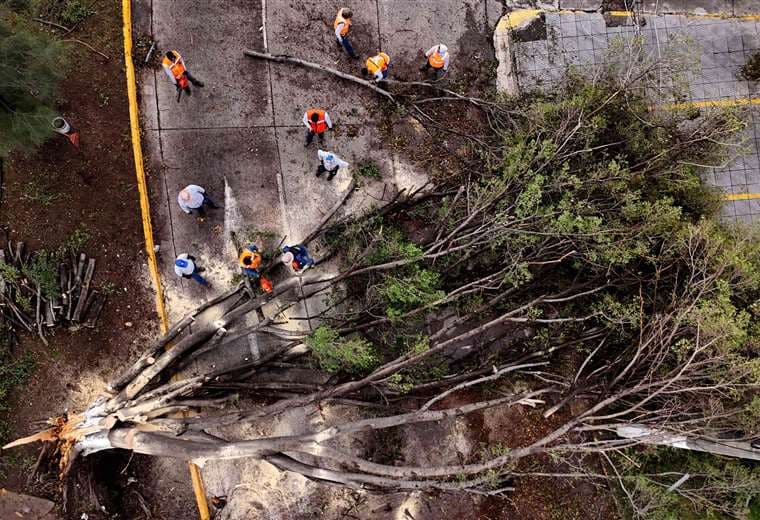 Aproximadamente 200 árboles caídos luego de una tormenta en Jalisco / AFP