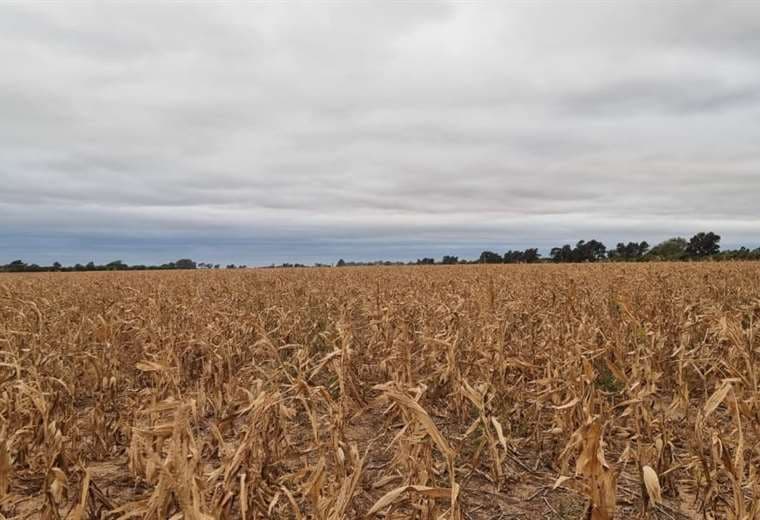 Sequía causa caída del 70% en la producción de los cultivos de invierno