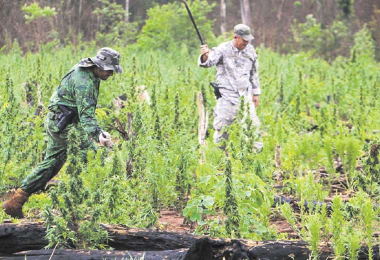 Mejora la producción de marihuana paraguaya y crece el tráfico a Bolivia