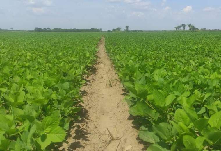 El acceso a la biotecnología es una de las demandas del agro /Foto: Internet 