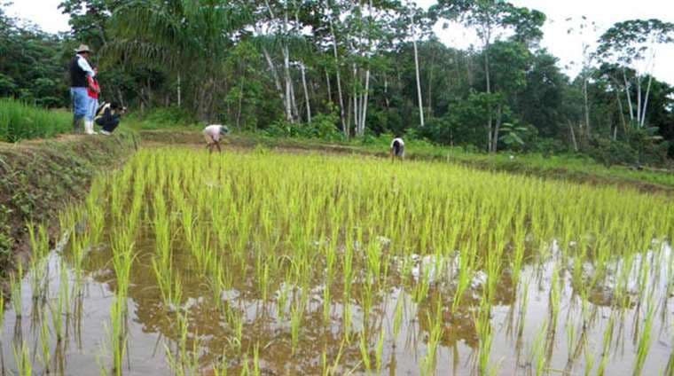 El Estado busca fomentar la producción de arroz/Foto: INIAF