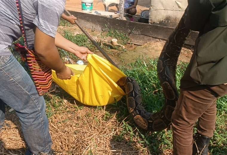 Boye encontrada en un barrio de Yapacaní