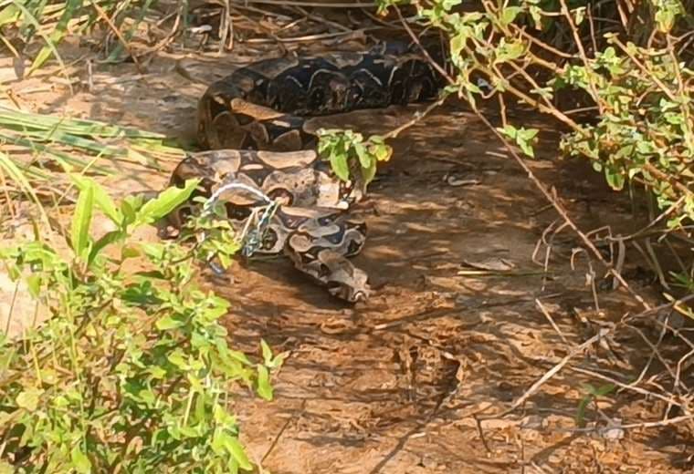 Boye encontrada en un barrio de Yapacaní