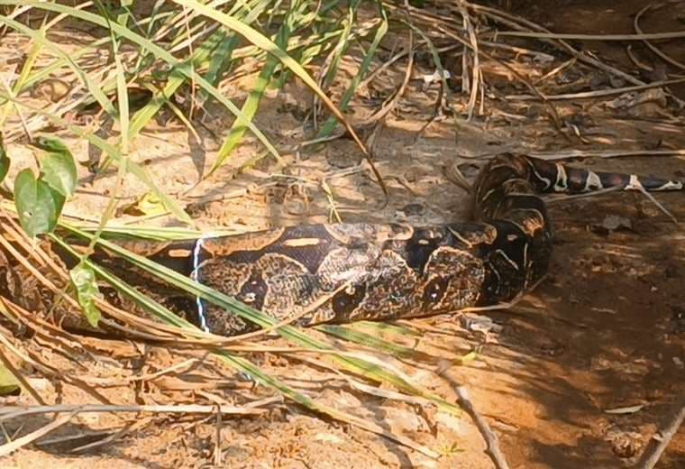 Yapacaní: Vecinos de un barrio encuentran una boa boye de 4 metros