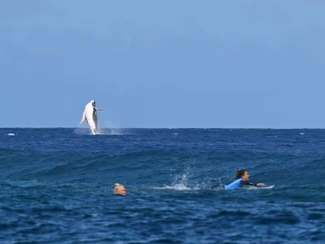 Una ballena se roba el protagonismo en la semifinal de surf.