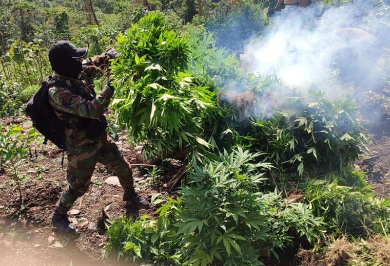 Coca herradicada por militares en Bolivia