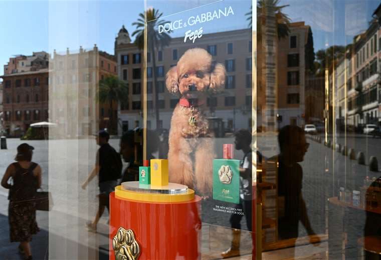 Fefé se llama el perfume para perros de Dolce & Gabbana / AFP